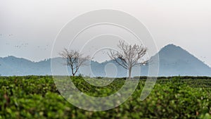 The scenery of the two leafless trees among the tea plantation and birds in Chiang Rai, Thailand