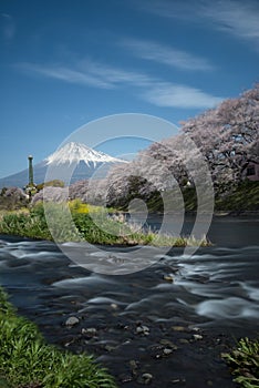 The scenery of the Urui river in springtime that plenty of sakura blooming and yellow flowers in Shizuoka, Japan