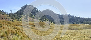 Scenery view of meadows on Oro Oro Ombo in Semeru Mountain