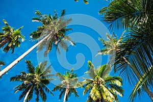 Scenery view tropical beach with palm tree and sky background