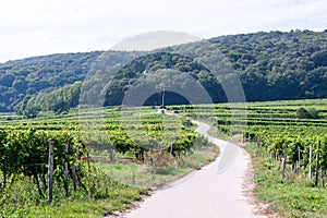 Scenery with a vineyard in Perchtoldsdorf, Austria