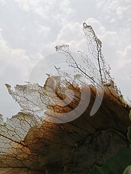 A dead plant of Platycerium bifurcatum (Tanduk Paku) photo