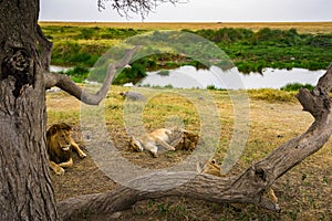 Scenery and Wildlife in Tanzania - Elephant