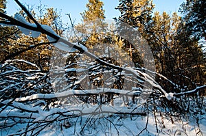 The scenery of the winter forest and its details are so beautiful