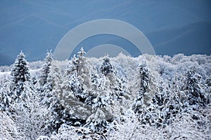 Scenery in winter. Winter landscape, wintry scene of frosty trees on snowy foggy background.