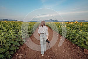 The scenery of a woman traveler carrying her camera and walking in the sunflower field at Lopburi, Thailand