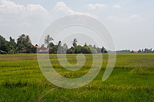 Scenery of yellowish green paddy field in Kedah, Malaysia