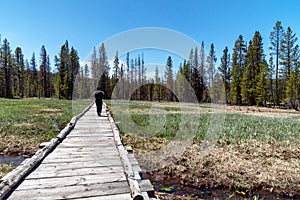 Scenery in Yellowstone National Park at the end of spring, early summer