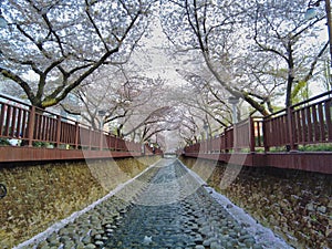 Scenery of yeojwacheon Stream in jinhae, Changwon, Gyeongnam, South Korea, Asia