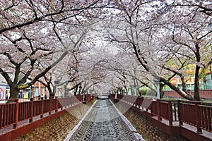 Scenery of yeojwacheon Stream in jinhae, Changwon, Gyeongnam, South Korea, Asia