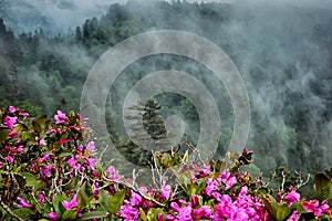 Scenes along appalachian trail in great smoky mountains