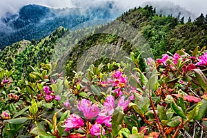 Scenes along appalachian trail in great smoky mountains