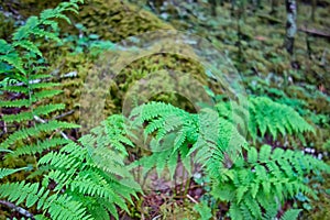 Scenes along appalachian trail in great smoky mountains