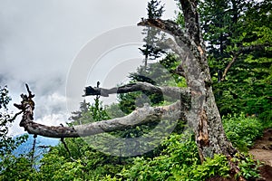 Scenes along appalachian trail in great smoky mountains