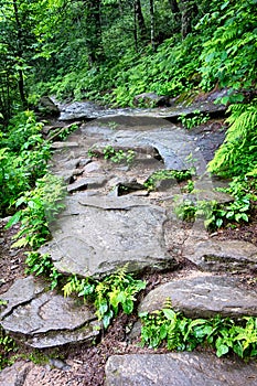 Scenes along appalachian trail in great smoky mountains