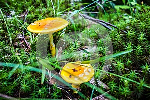 Scenes along appalachian trail in great smoky mountains