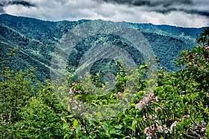 Scenes along appalachian trail in great smoky mountains