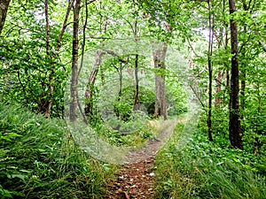 Scenes along appalachian trail in great smoky mountains