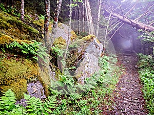 Scenes along appalachian trail in great smoky mountains