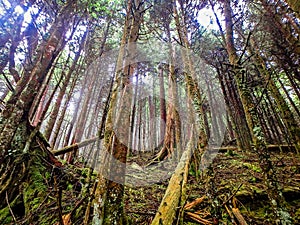 Scenes along appalachian trail in great smoky mountains