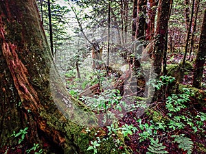 Scenes along appalachian trail in great smoky mountains