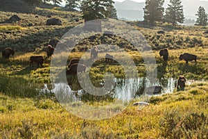 Scenes around yellowstone national park in wyoming