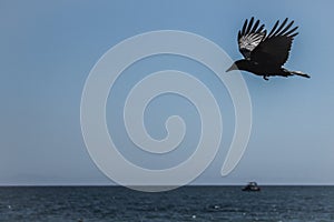 Scenes from a bird , ocean and a boat