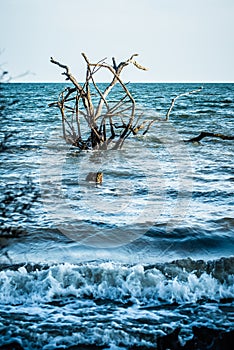 Scenes at botany bay plantation near charleston south carolina