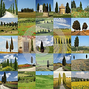 Scenes with cypresses