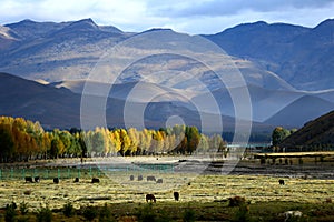 scenes in Daocheng county