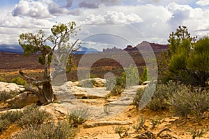 Scenes from famous Arches National Park, Moab,Utah,USA