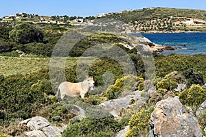 Scenes of Leros, Dodecanese, Greece, Europe