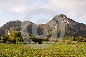 Scenes of Vinales, Cuba