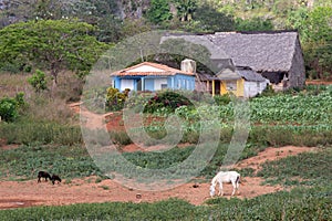 Scenes of Vinales, Cuba