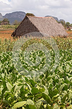 Scenes of Vinales, Cuba