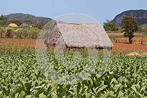 Scenes of Vinales, Cuba