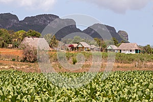 Scenes of Vinales, Cuba