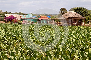 Scenes of Vinales, Cuba