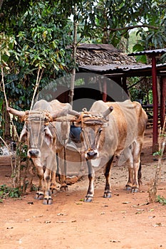 Scenes of Vinales, Cuba