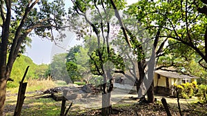 Scenetic View of Gorai Village situated besides the mega city Mumbai