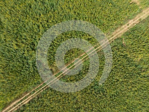 Scenic aerial view of flower and grass in agriculture field.Aerial rural landscape view of country road with meadow grass.drone