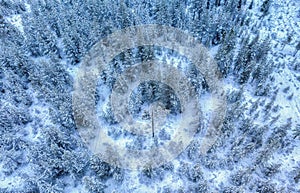 Scenic aerial view on snow covered pine tree forest during snowfall, white winter Landscape In Northern Sweden, Umea