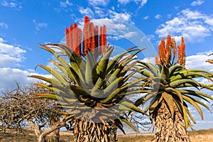 Scenic African Aloes Flowers Plants