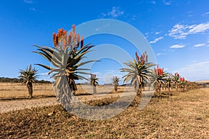 Scenic African Aloes Flowers Plants