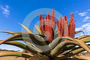 Scenic African Aloes Flowers Plants