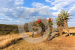 Scenic African Aloes Plants Landscape