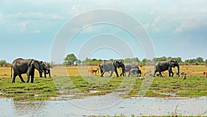 Scenic African view with elephants and various other animals and birds on the open plains