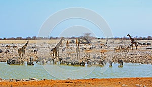 Scenic African waterhole with many animals drinking