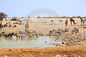 Scenic African waterhole teeming with various animals drinking