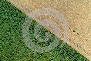 Scenic agricultural fields. Aerial view